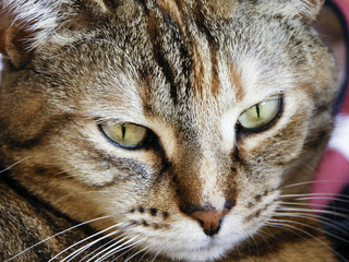 cat face closeup