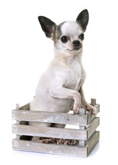 chihuahua in studio
