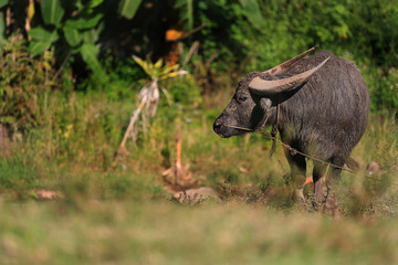 Black buffalo in the field of Thailand, Mud on Buffalo Cheang Mai Thailand.