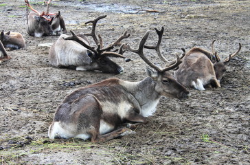 Naklejka na ściany i meble Herd of reindeers resting on the ground