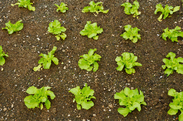 Growing Your Own Butter Lettuce in the garden.