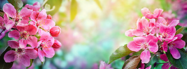 Cherry blossom, sakura flowers. Abstract blurred wide background of spring  blossoms tree,...