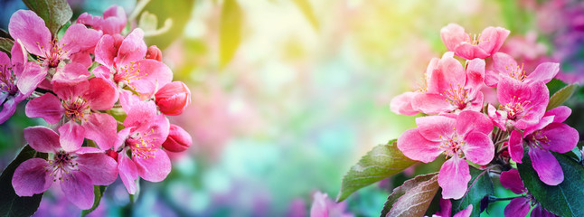 Cherry blossom, sakura flowers. Abstract blurred wide background of spring blossoms tree, selective focus. 