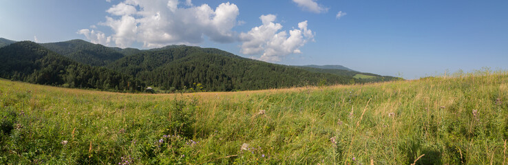 Fototapeta na wymiar Beautiful summer panorama of lush vegetation in Altai Mountains