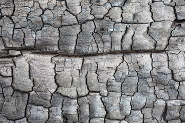 Bark of a burnt tree