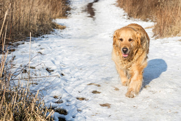 old golden retriever dog with snow