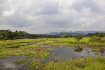 Fototapeta premium sri lankan wasgamuwa scenery