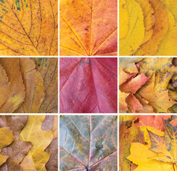Autumn leaves collage