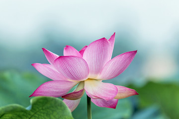 blooming pink lotus flower with green leaf 