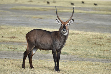 Wasserbock in Kenia