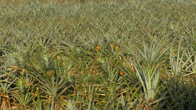 Pineapple plantation on the farm of Thailand in season. Asia