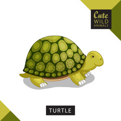 A cute turtle. Vector illustration from wild animals series. A picture for children's educational books, for a print on a T-shirt or your design.