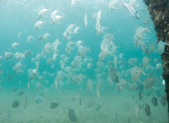 Fototapeta na wymiar A school of Lookdown fish under a pier