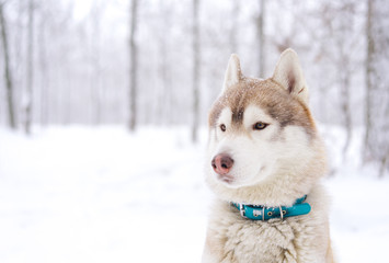 Siberian husky dog walks outdoors in the snow.
