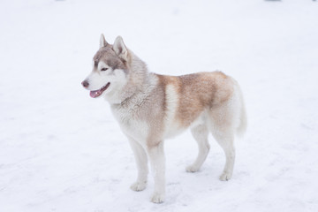 Siberian husky dog walks outdoors in the snow.