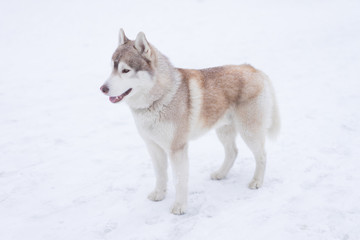 Siberian husky dog walks outdoors in the snow.