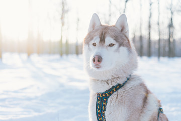Siberian husky dog walks outdoors in the snow.