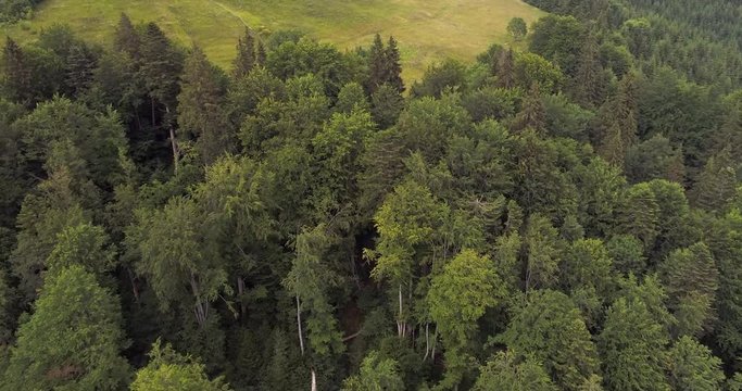 Flying over fir forest and meadow in Carpathian mountains