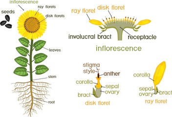 Parts of sunflower plant. Morphology of flowering plant with root system, flower, seeds and titles - obrazy, fototapety, plakaty