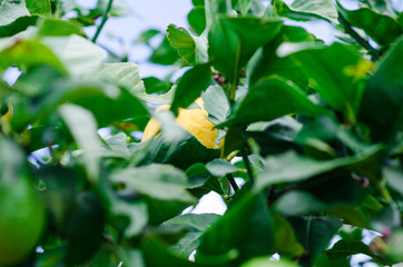Fotografía de un limón en un limonero del huerto de casa.