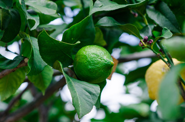 Fotografía de un limón en un limonero del huerto de casa.