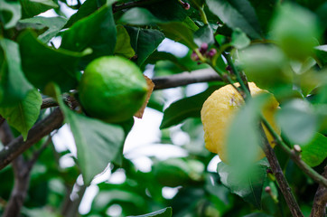 Fotografía de un limón en un limonero del huerto de casa.