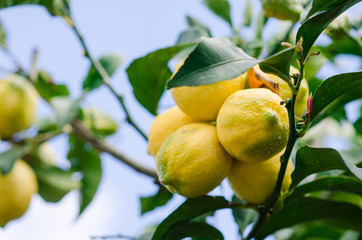 Fotografía de un limón en un limonero del huerto de casa.