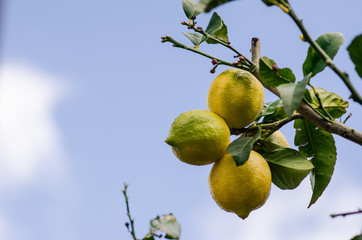 Fotografía de un limón en un limonero del huerto de casa.
