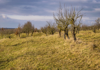 Apple orchard  