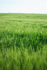 field, green, grass, agriculture, nature, wheat, plant, rice, meadow, summer, farm, spring, landscape, sky, crop, growth, grain, paddy, food, countryside, rural, cereal, blue, grow, land