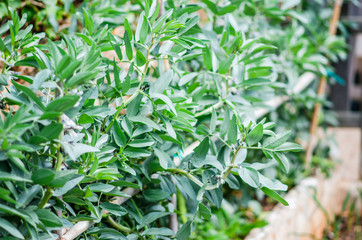 Fotografía de unas plantas de habas.