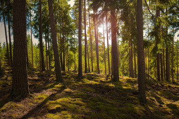Obraz premium Forest sun