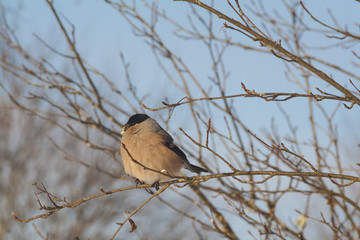 bullfinch on a branch