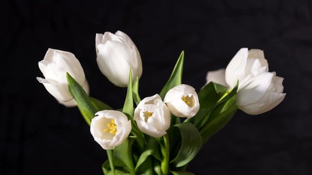Time-lapse of opening white tulips bouquet. 4k 50 fps time lapse. Studio shot over black.