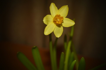 Yelow Daffodil mini