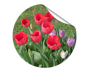 Tulpen,Tulipa