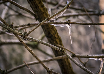 This is ice on a branch 