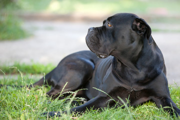 Obraz premium Cane Corso lies on the grass