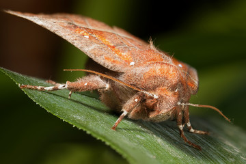 A huge and hairy night butterfly