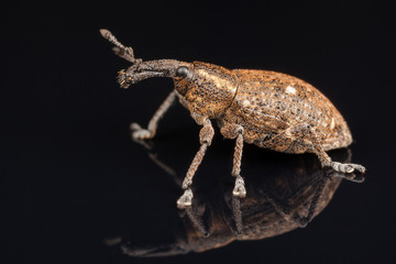 Polydrusus on the black background