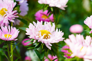 Obraz premium Pink chrysanthemums in the garden