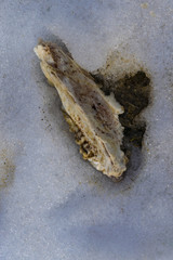 This is a piece of a skull in the snow 