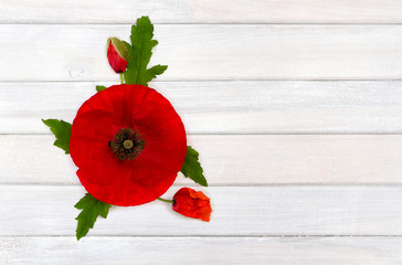 Flower red poppies (Papaver rhoeas, common names: corn poppy, corn rose, field poppy, red weed) on background of white painted wooden planks. Top view, flat lay.