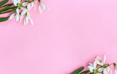 frame of beautiful flowers white snowdrops (Galanthus nivalis) on a pink paper with space for text. Top view, flat lay