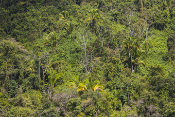 Jungle green background