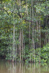 Fototapeta premium Jungle green mangrove