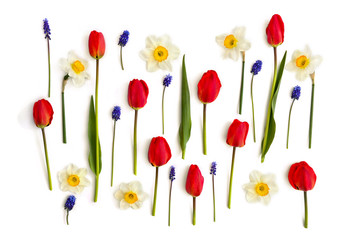 Red tulips, narcissus and muscari on white background. Spring flowers. Top view, flat lay