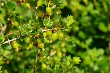 Growing Gooseberry in the home garden