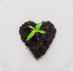 Heart of from land and a small sprout on a white background. The concept of hunger and food shortages.