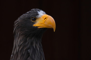 Riesenseeadler